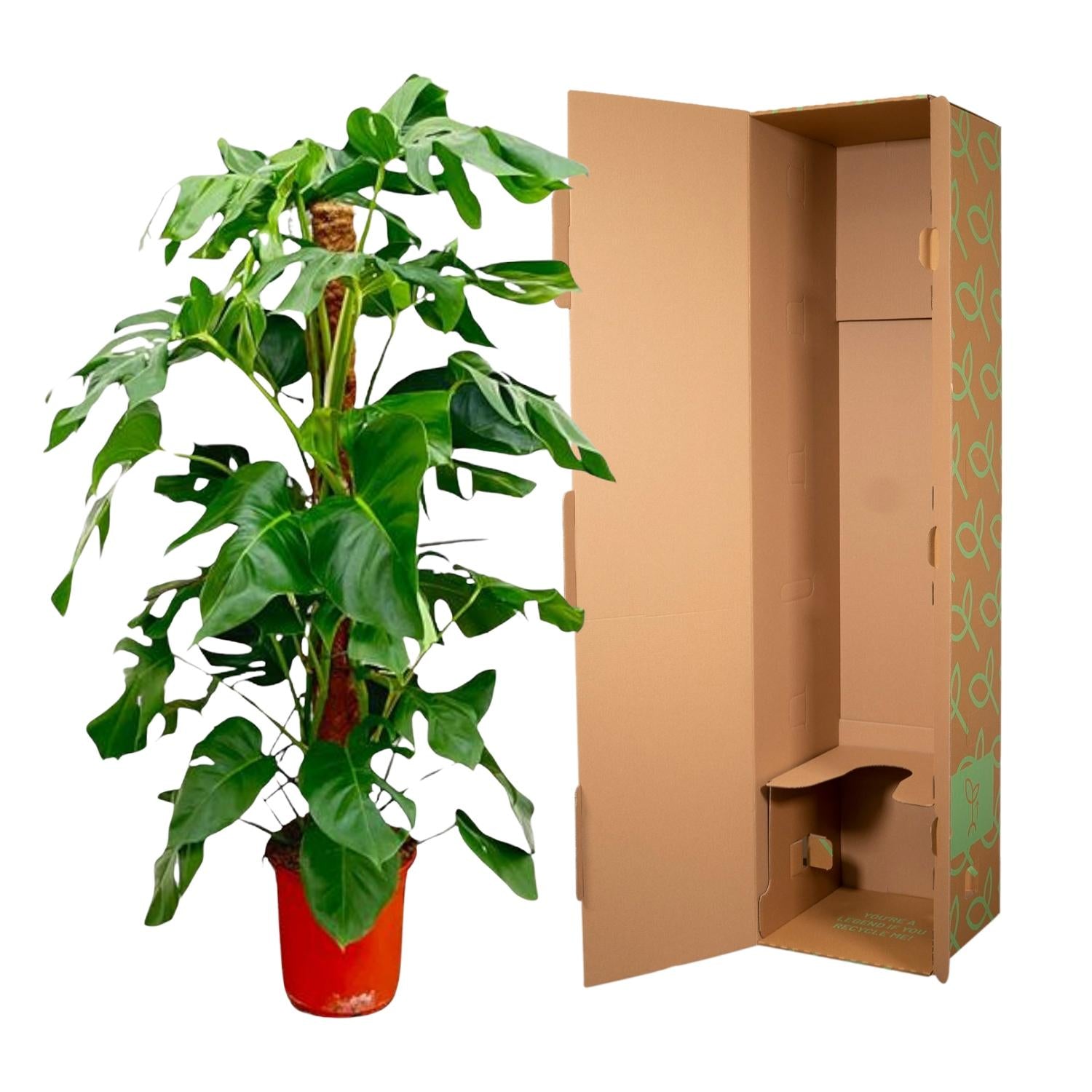 Monstera Pertusum - 120 cm - Forest Plants