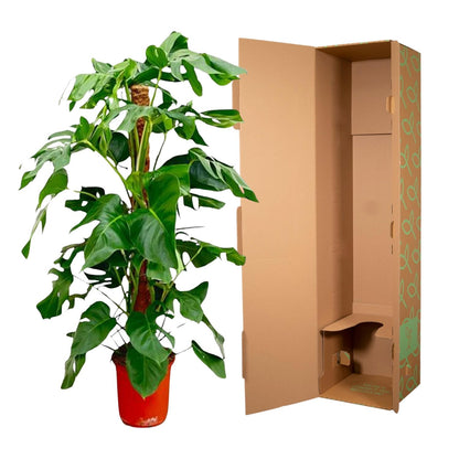 Monstera Pertusum - 120 cm - Forest Plants