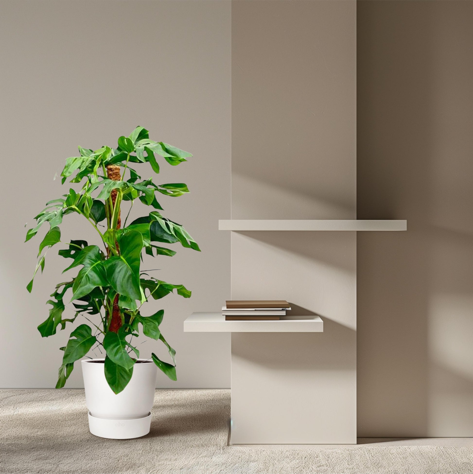 Monstera Pertusum - 120 cm - Forest Plants