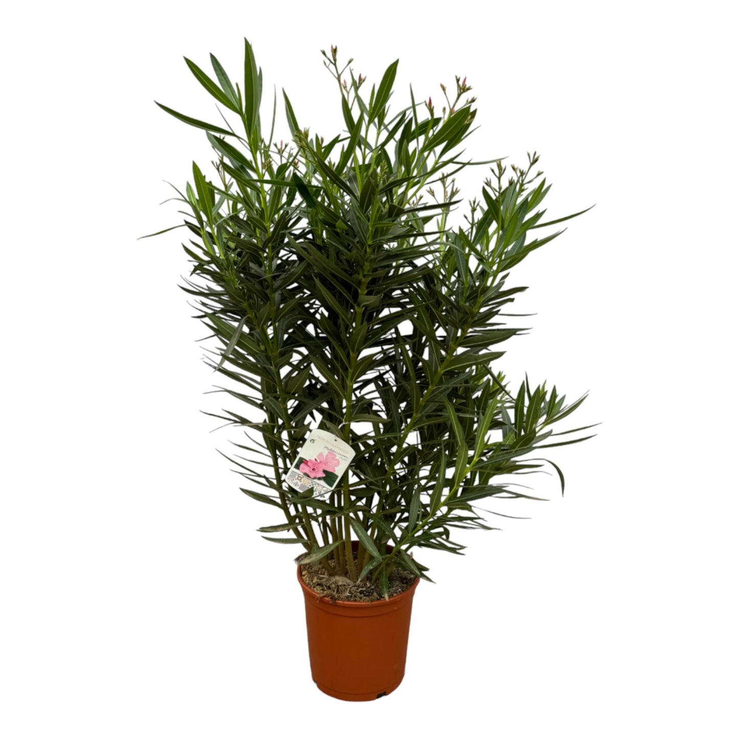 Nerium Oleander struik met witte bloem - 160 cm