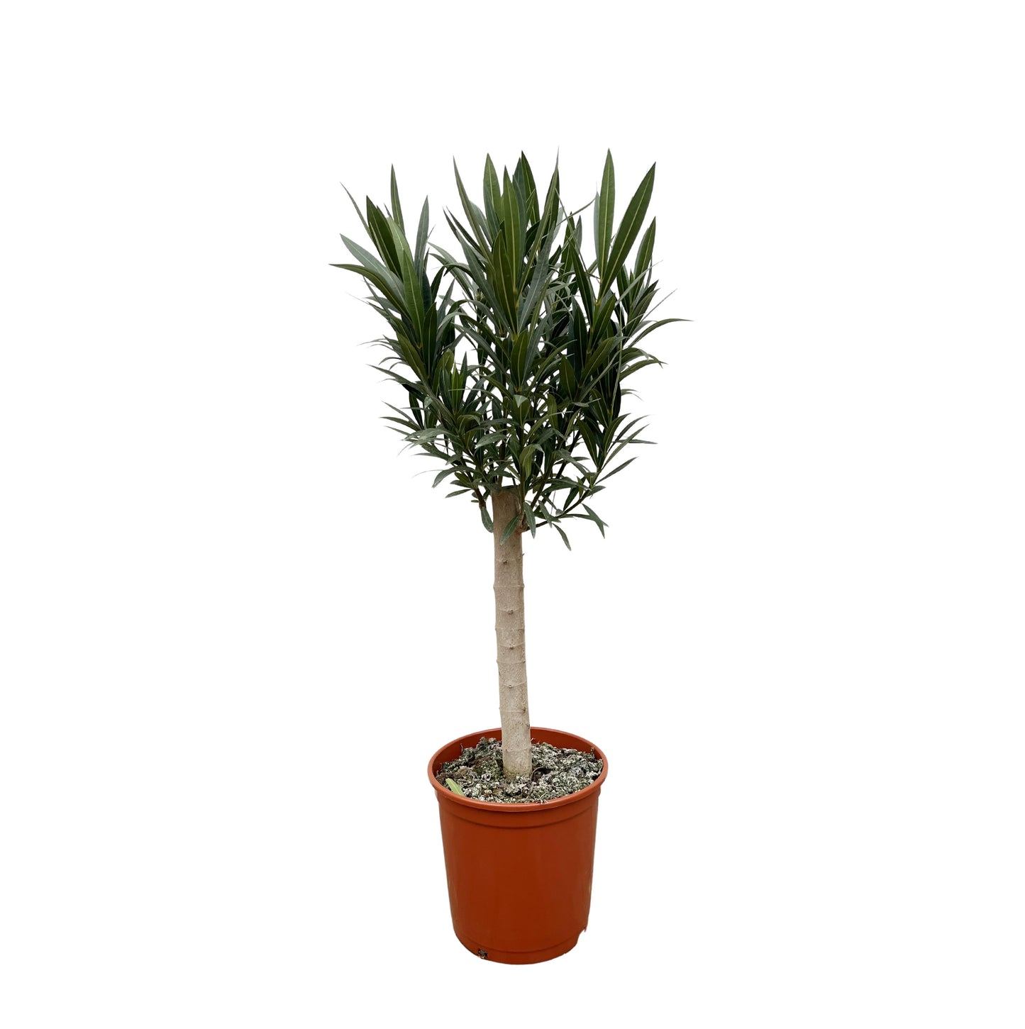 Nerium Oleander op stam met roze bloem - 110 cm - Forest Plants