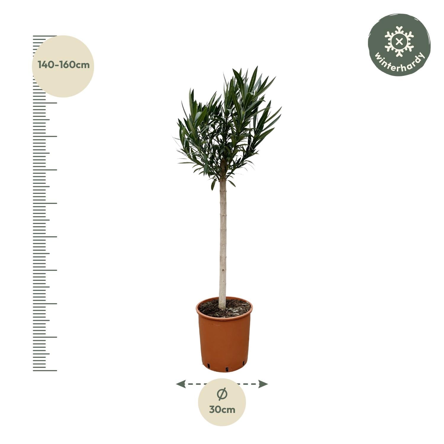 Nerium Oleander op stam met rode bloem - 150 cm - Forest Plants