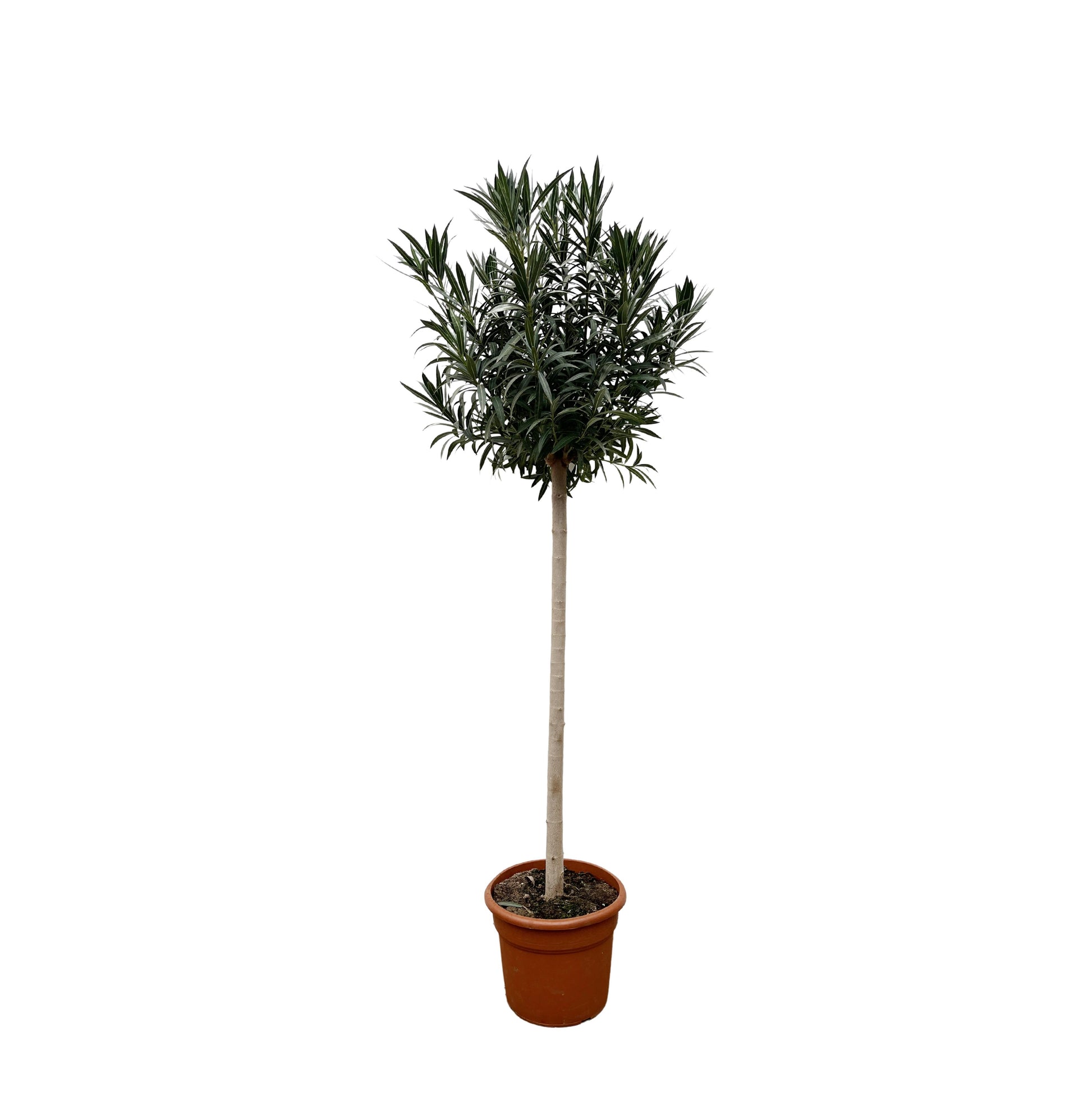 Nerium Oleander op stam met witte bloem - 170 cm - Forest Plants