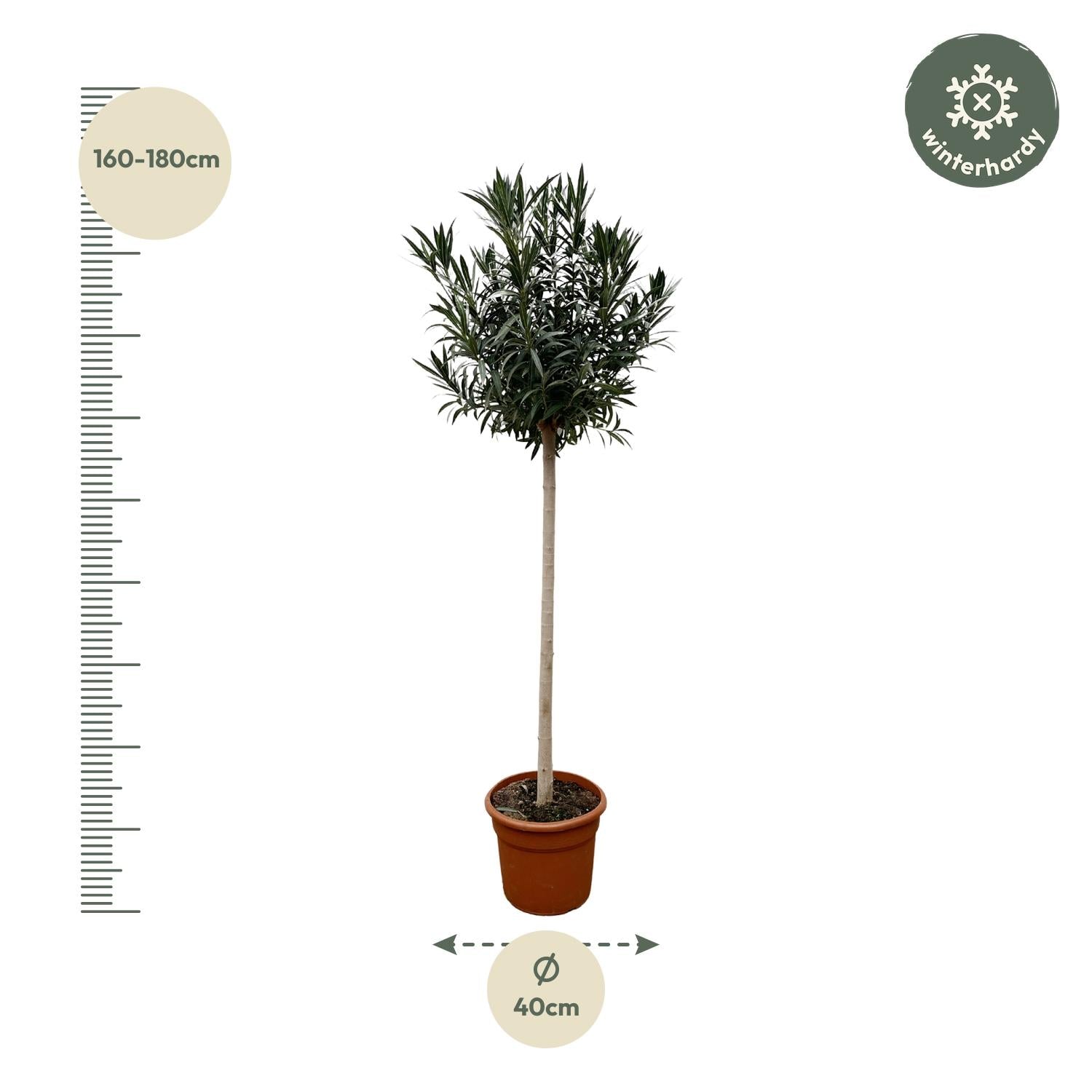 Nerium Oleander op stam met witte bloem - 170 cm - Forest Plants