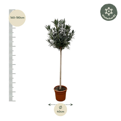 Nerium Oleander op stam met witte bloem - 170 cm - Forest Plants