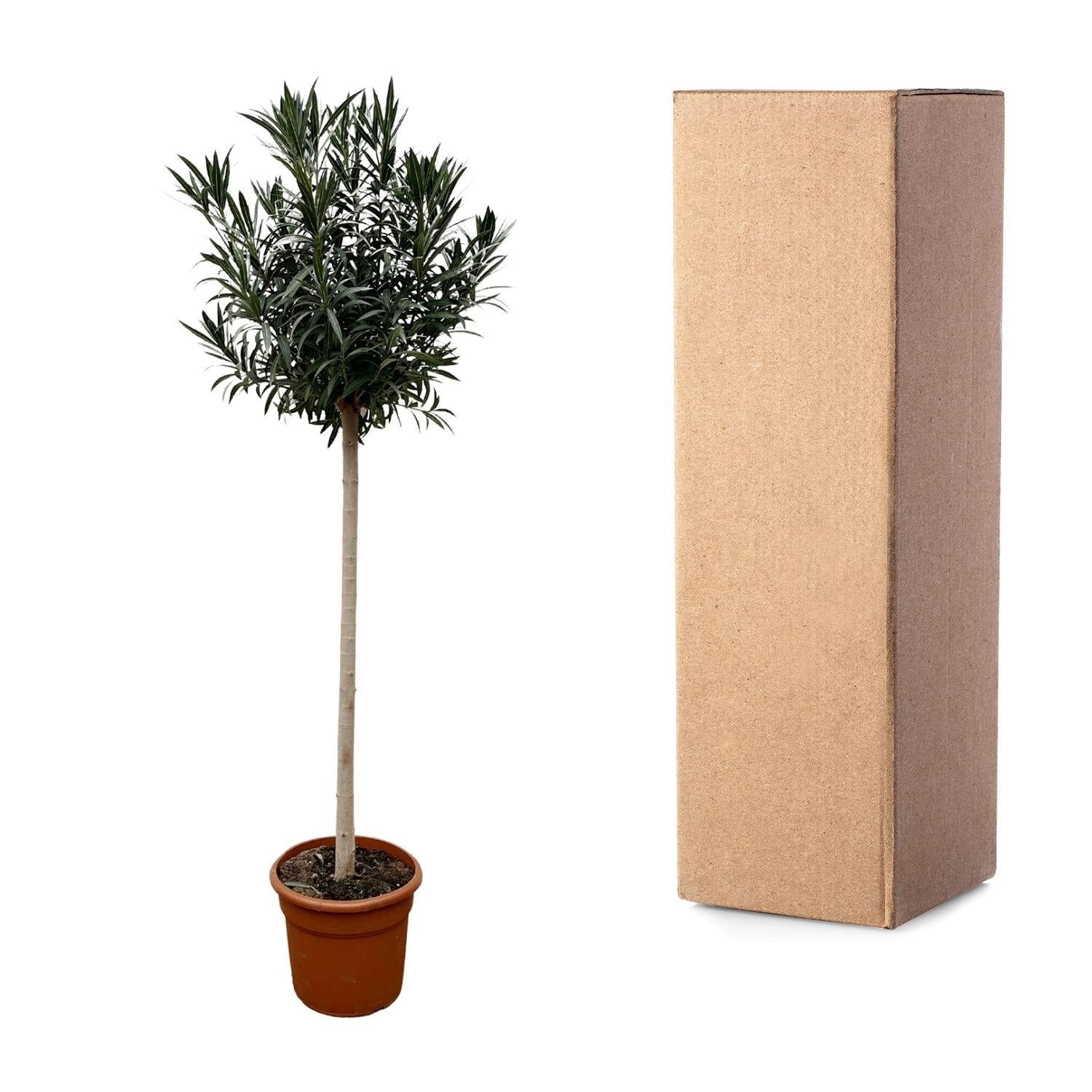 Nerium Oleander op stam met witte bloem - 170 cm - Forest Plants