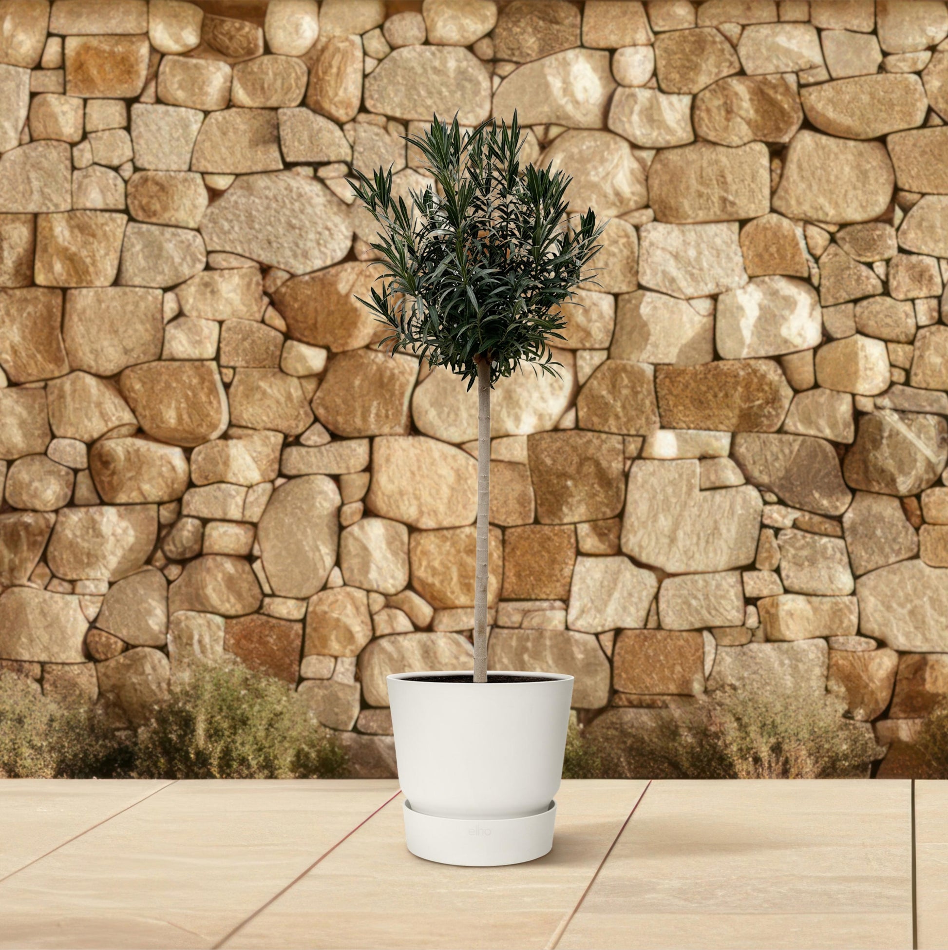 Nerium Oleander op stam met witte bloem - 170 cm - Forest Plants
