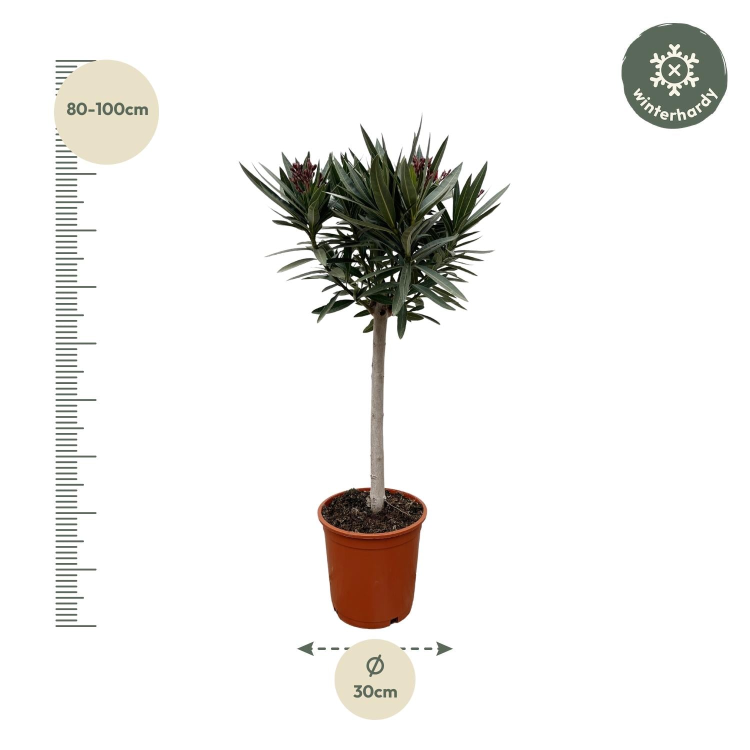 Nerium Oleander op stam met rode bloem - 90 cm - Forest Plants