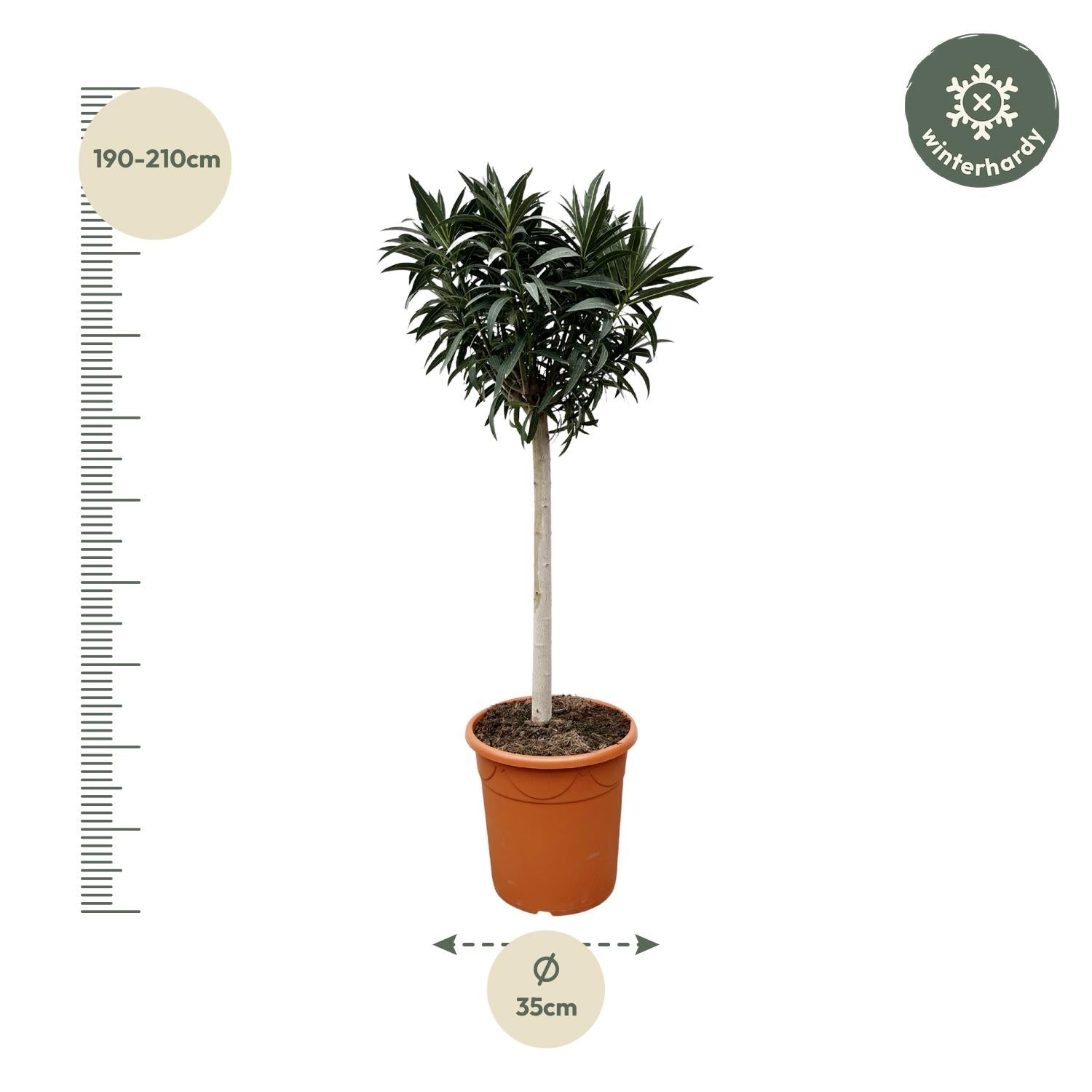 Nerium Oleander op stam met witte bloem - 200 cm - Forest Plants