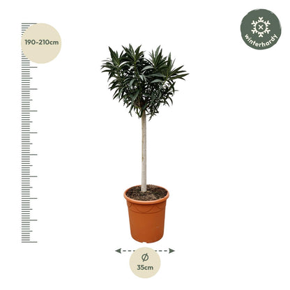 Nerium Oleander op stam met witte bloem - 200 cm - Forest Plants