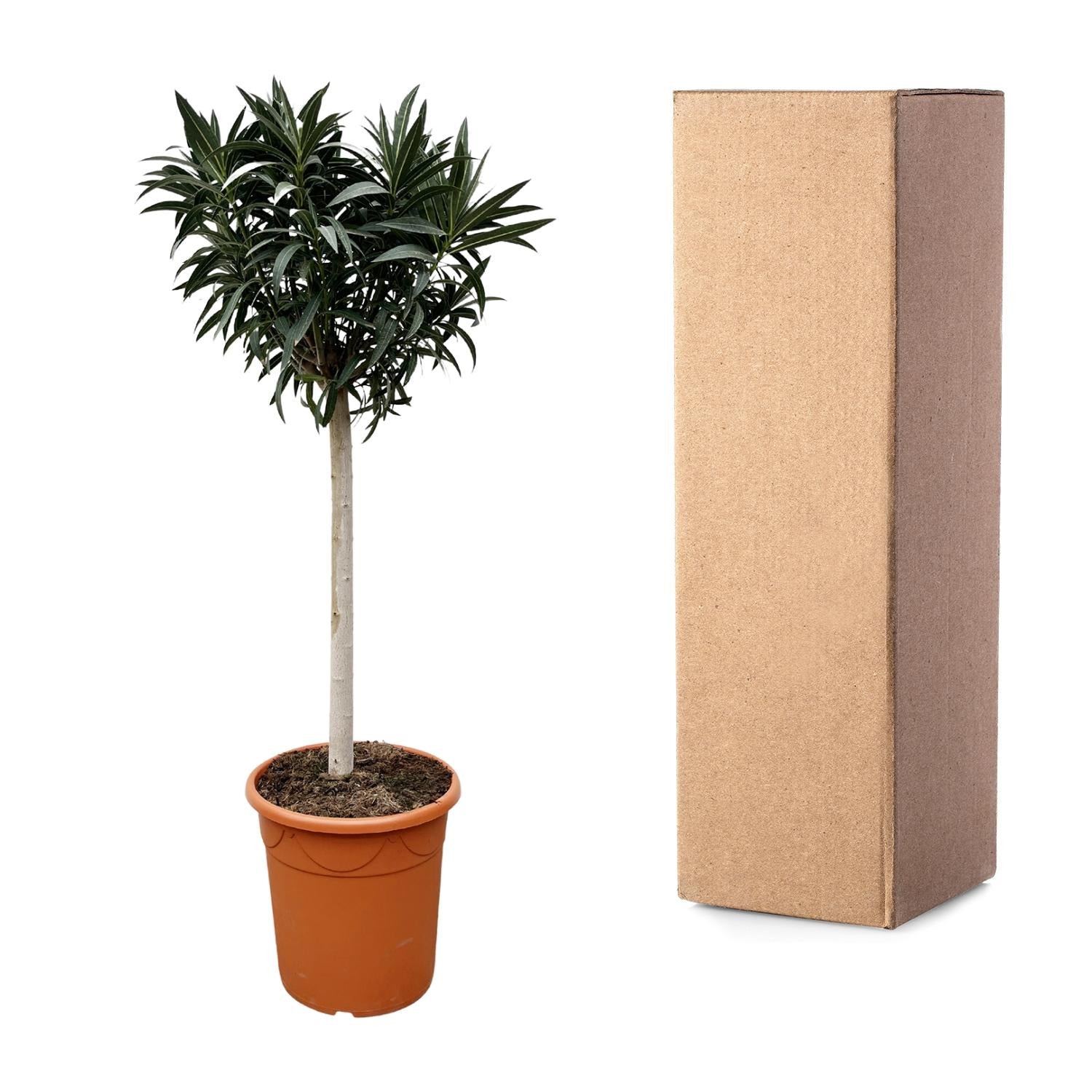 Nerium Oleander op stam met witte bloem - 200 cm - Forest Plants