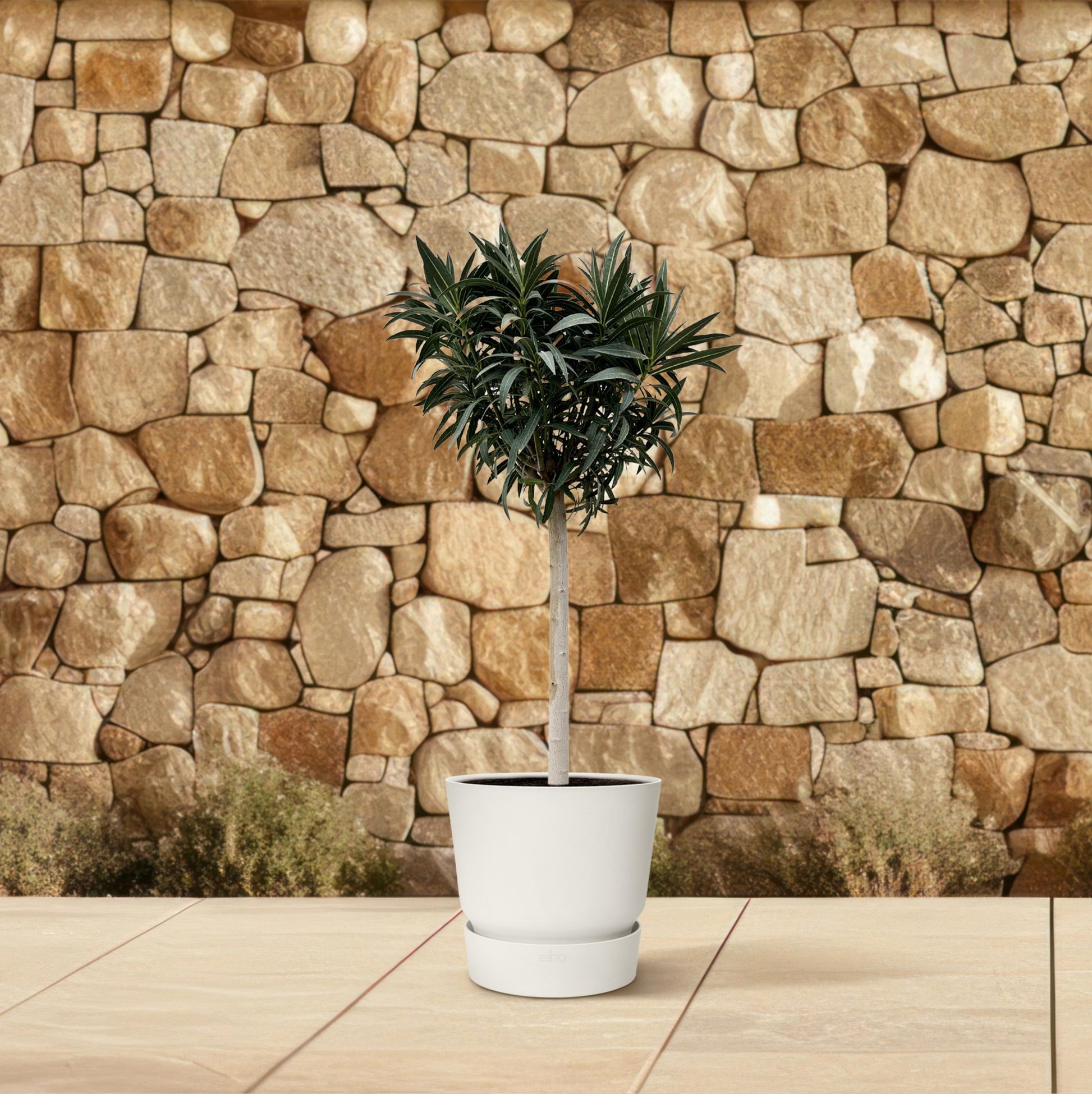Nerium Oleander op stam met witte bloem - 200 cm - Forest Plants