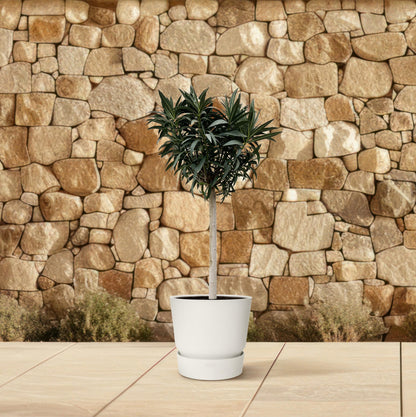 Nerium Oleander op stam met witte bloem - 200 cm - Forest Plants