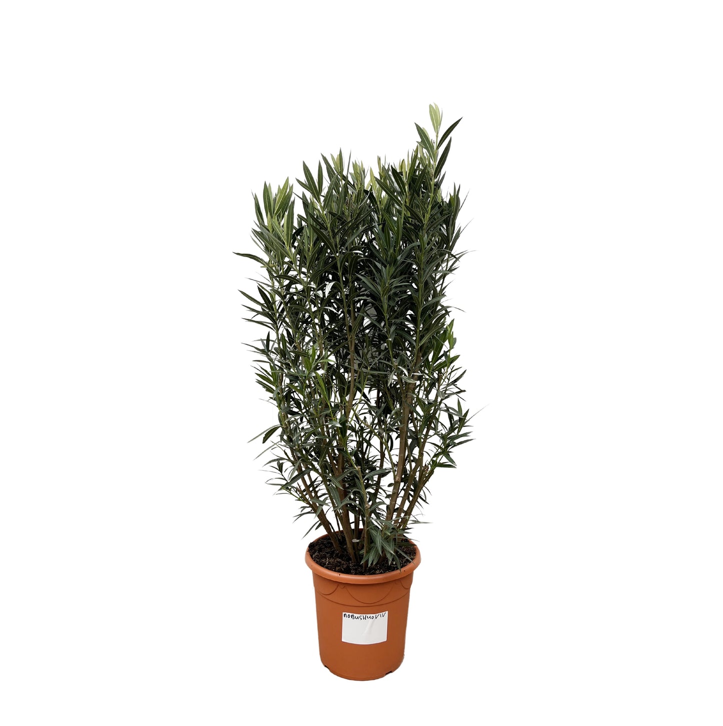 Nerium Oleander struik - 180 cm - Forest Plants