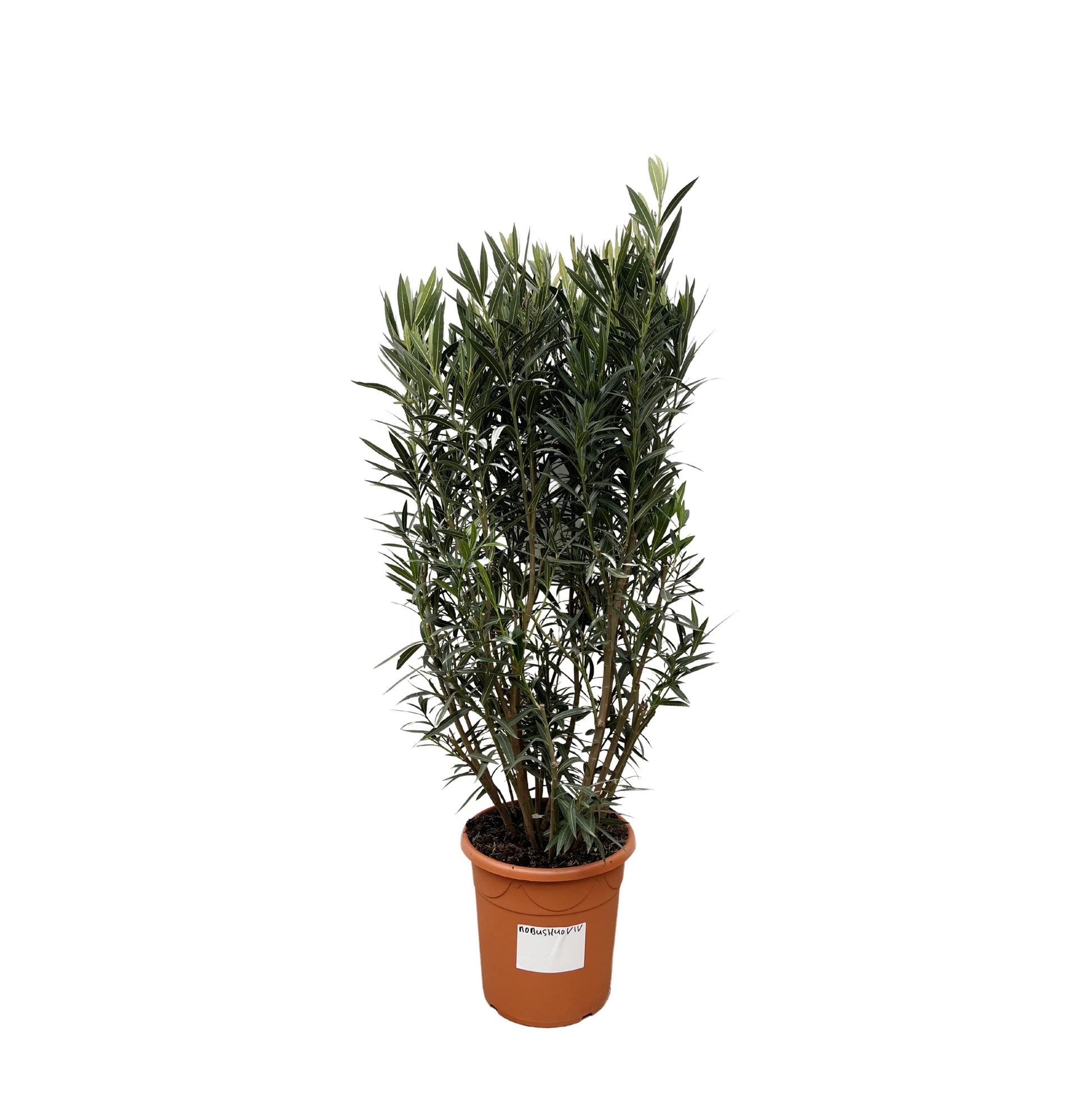 Nerium Oleander struik - 180 cm - Forest Plants