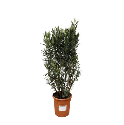 Nerium Oleander struik - 180 cm - Forest Plants