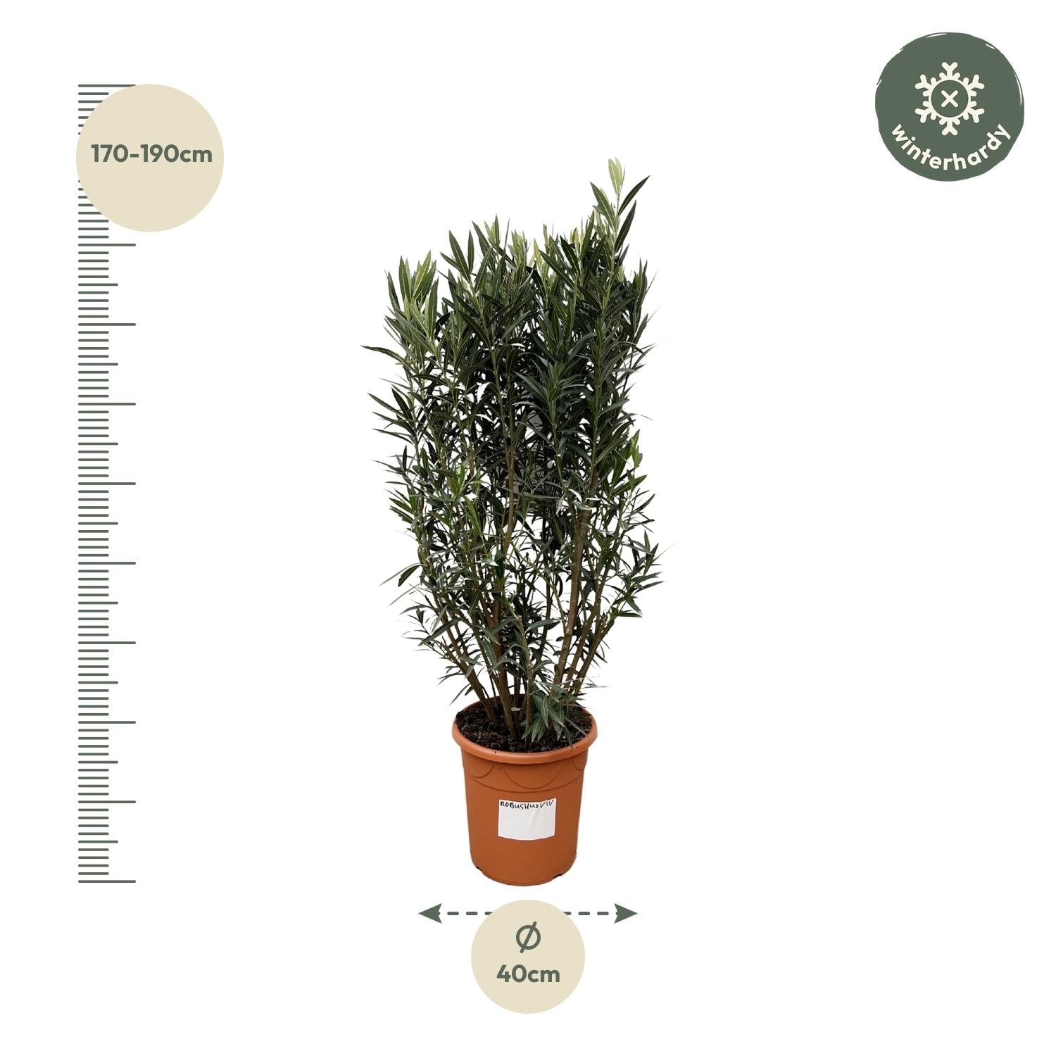 Nerium Oleander struik - 180 cm - Forest Plants