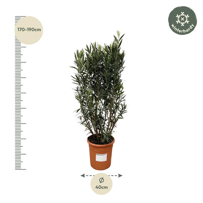 Nerium Oleander struik - 180 cm - Forest Plants
