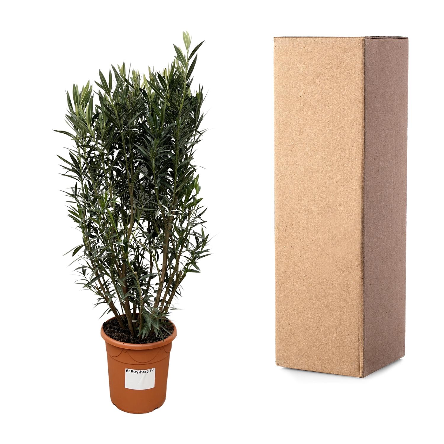 Nerium Oleander struik - 180 cm - Forest Plants