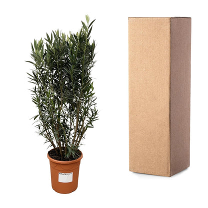 Nerium Oleander struik - 180 cm - Forest Plants