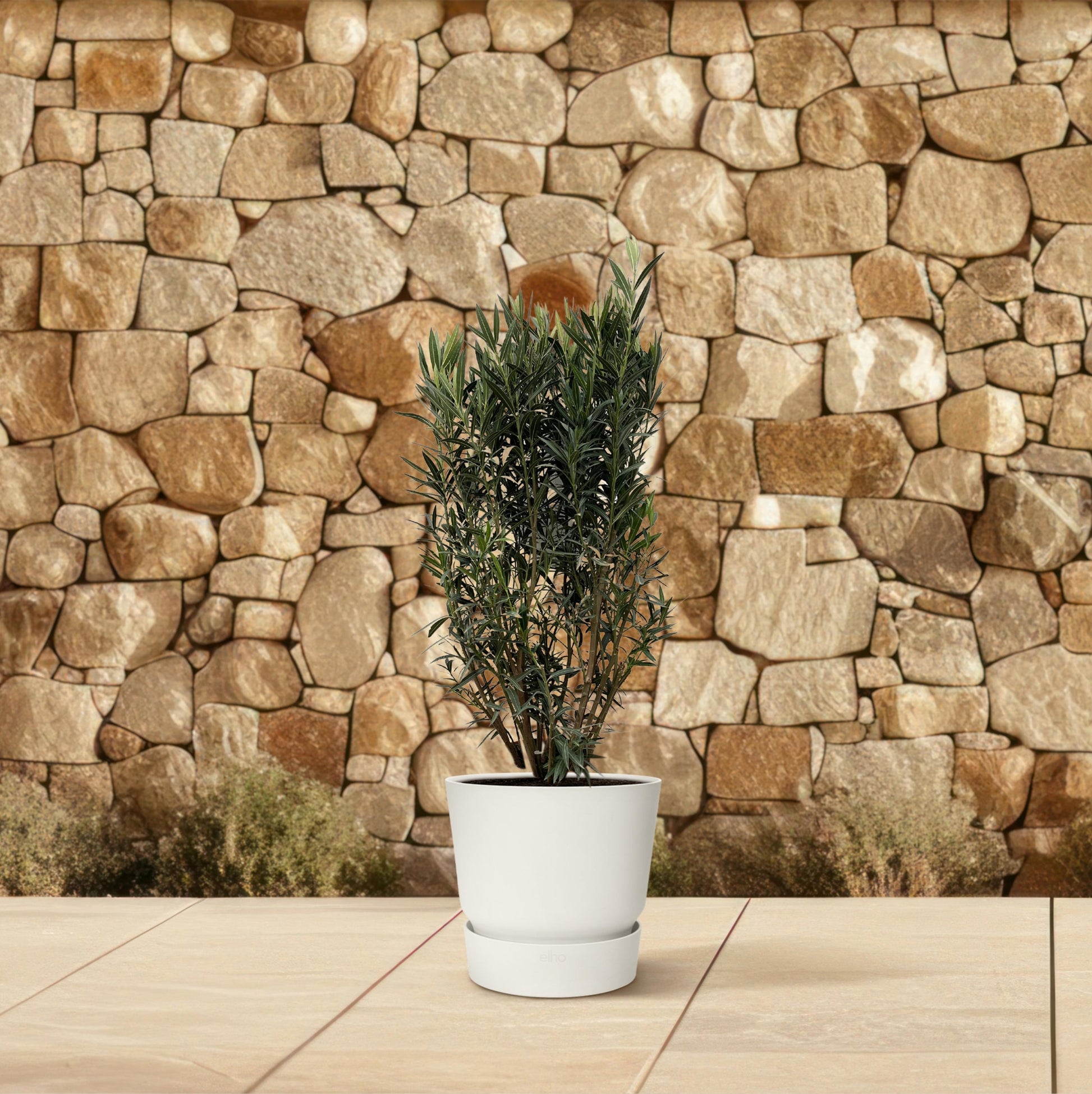 Nerium Oleander struik - 180 cm - Forest Plants