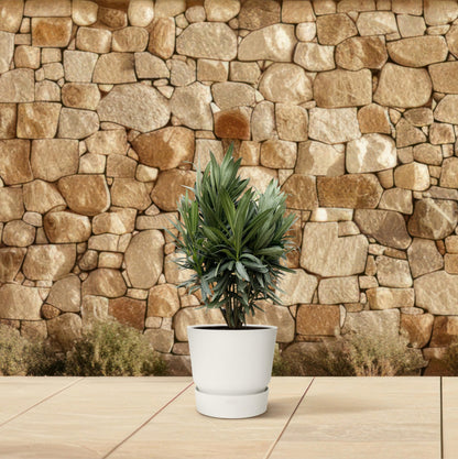 Nerium Oleander struik met rode bloem - 70 cm - Forest Plants