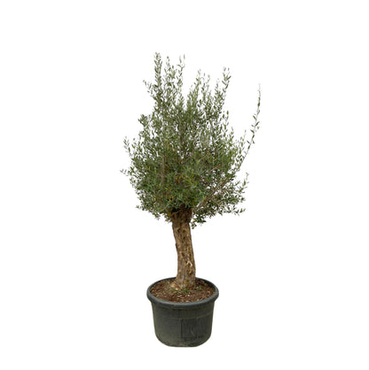 Olea Europaea Bonsai - 250 cm - Forest Plants