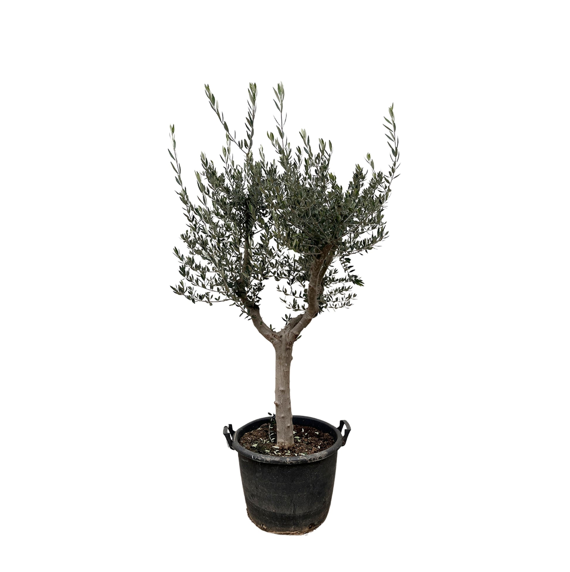 Olea Europaea Cultivo - 220 cm - Forest Plants