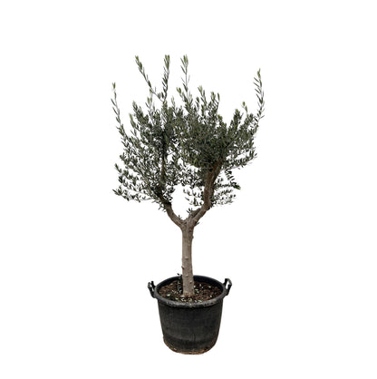 Olea Europaea Cultivo - 220 cm - Forest Plants