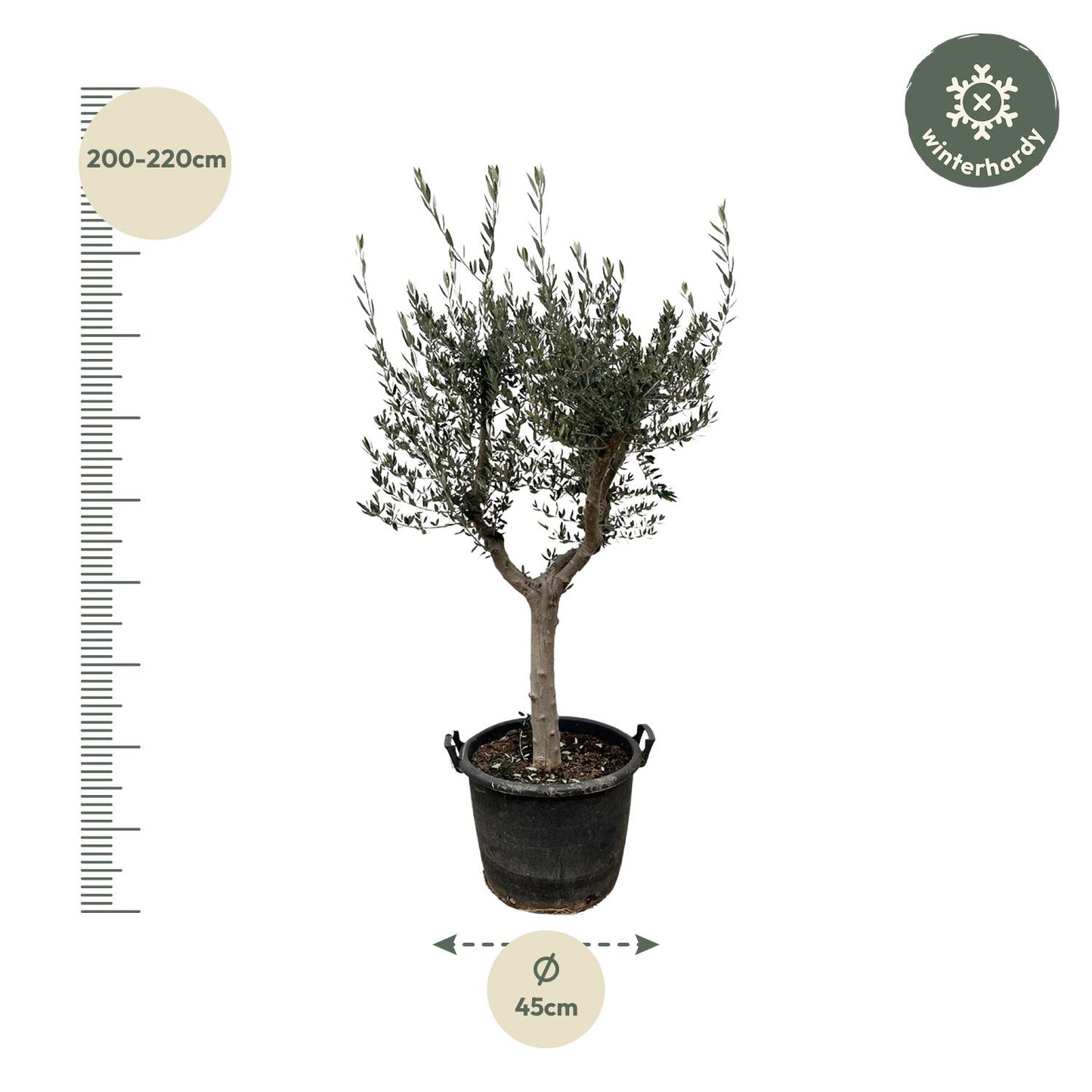 Olea Europaea Cultivo - 220 cm - Forest Plants