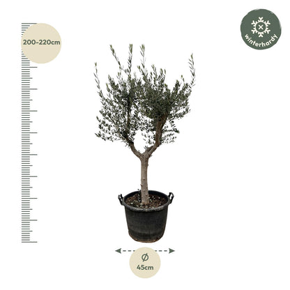Olea Europaea Cultivo - 220 cm - Forest Plants