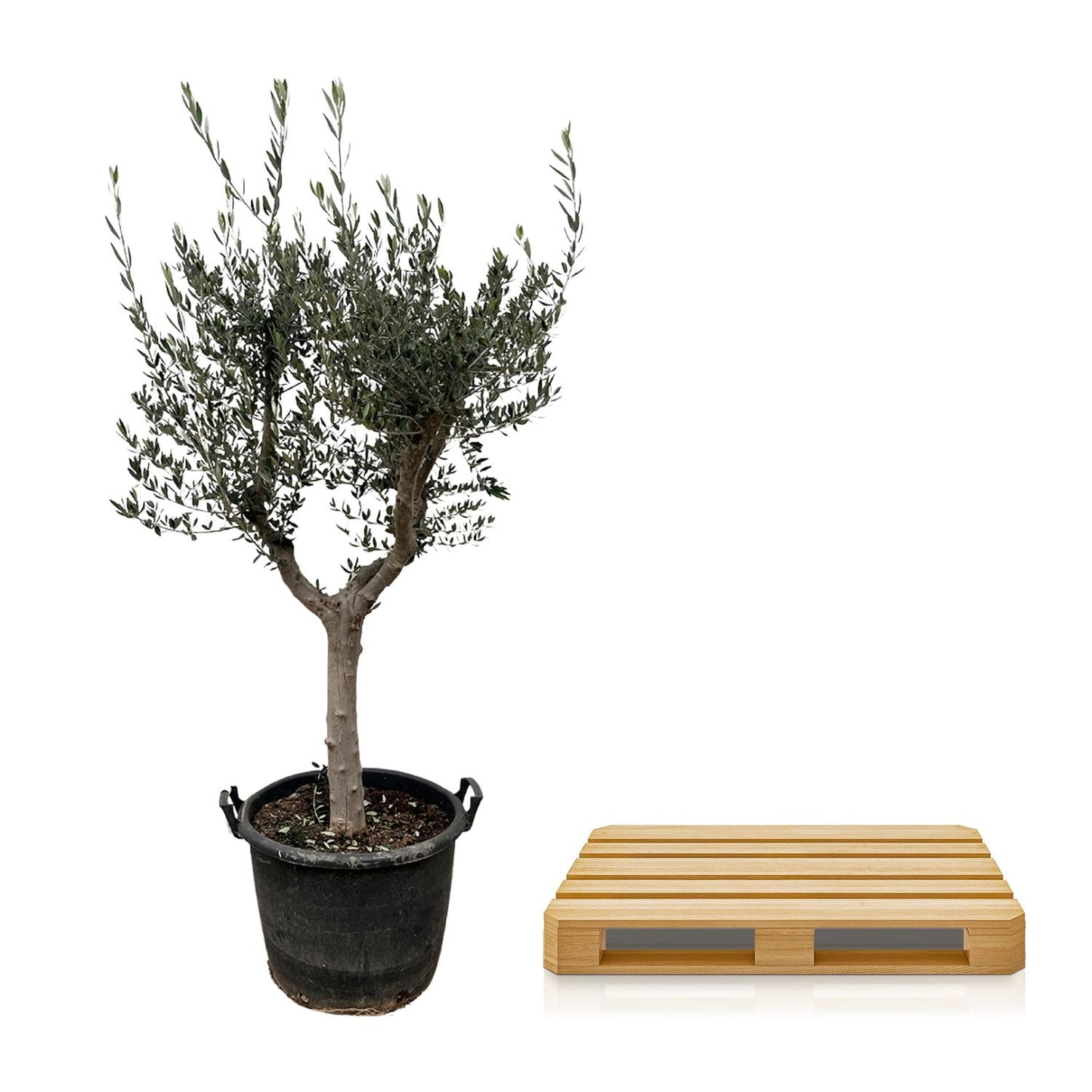 Olea Europaea Cultivo - 220 cm - Forest Plants