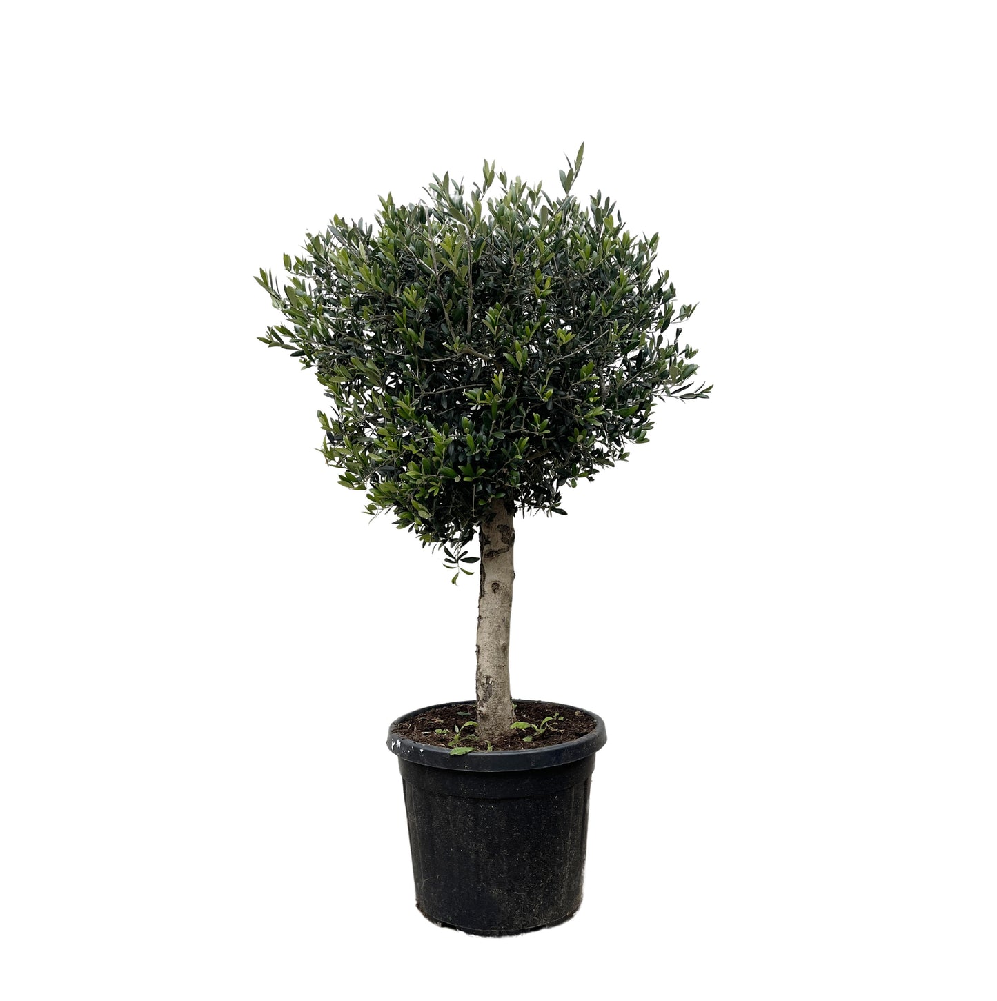 Olea Europaea Lorc - 180 cm - Forest Plants