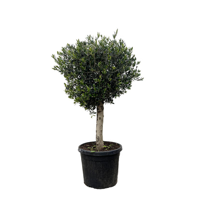 Olea Europaea Lorc - 180 cm - Forest Plants