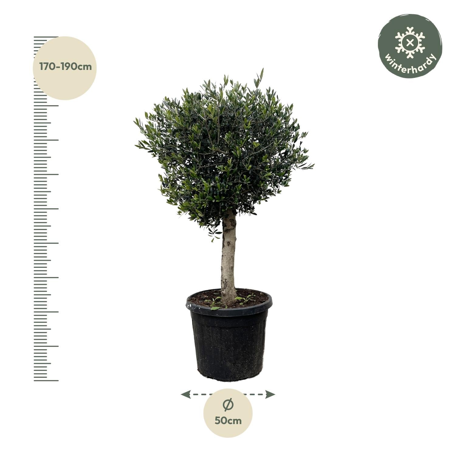 Olea Europaea Lorc - 180 cm - Forest Plants