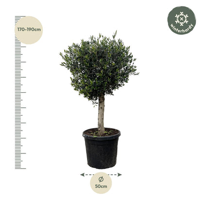 Olea Europaea Lorc - 180 cm - Forest Plants