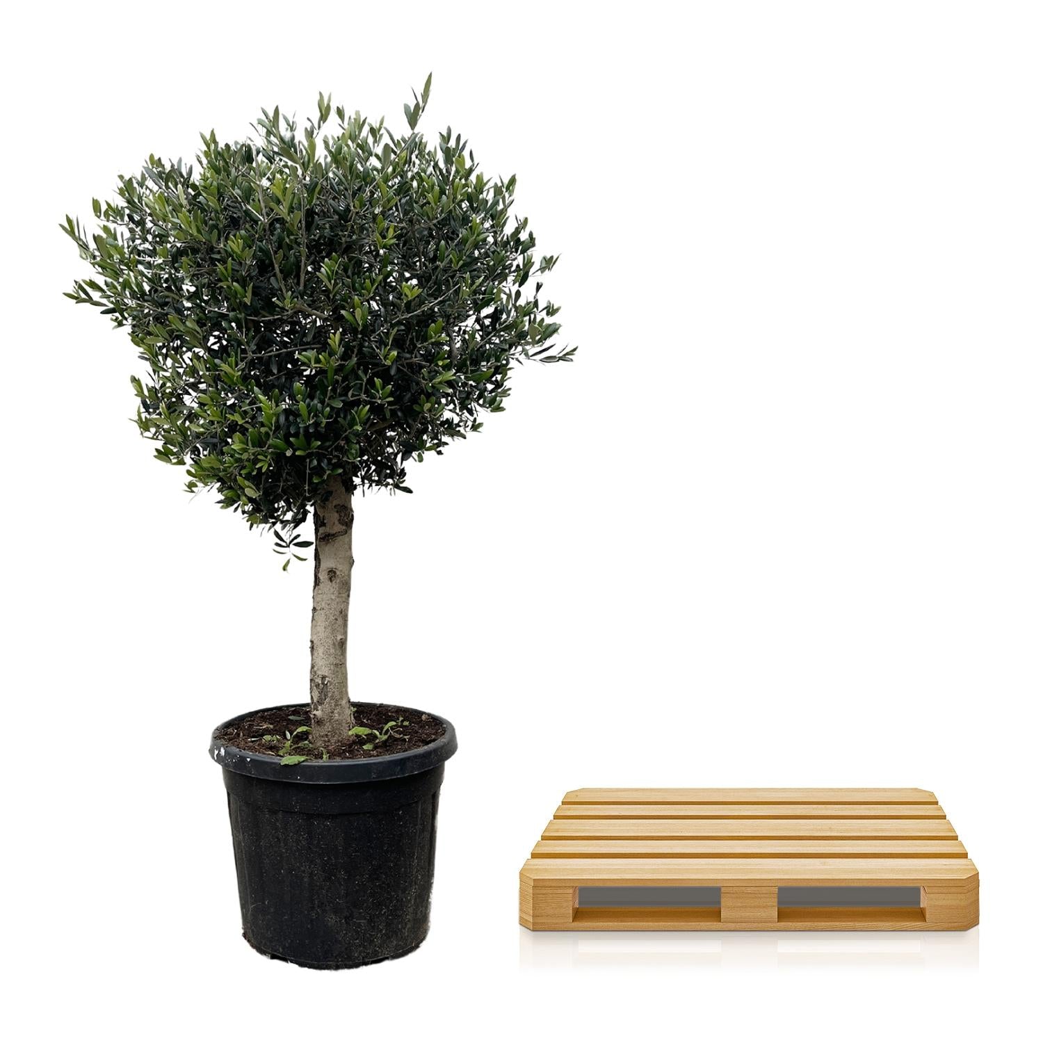 Olea Europaea Lorc - 180 cm - Forest Plants