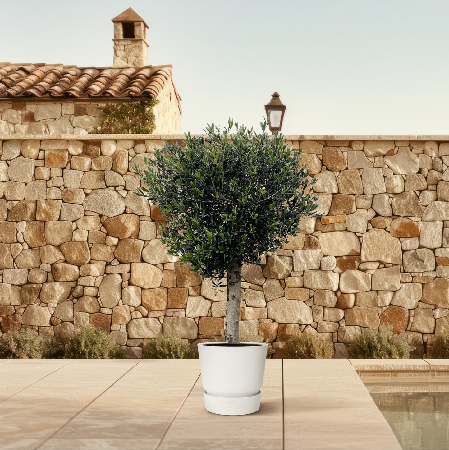 Olea Europaea Lorc - 180 cm - Forest Plants