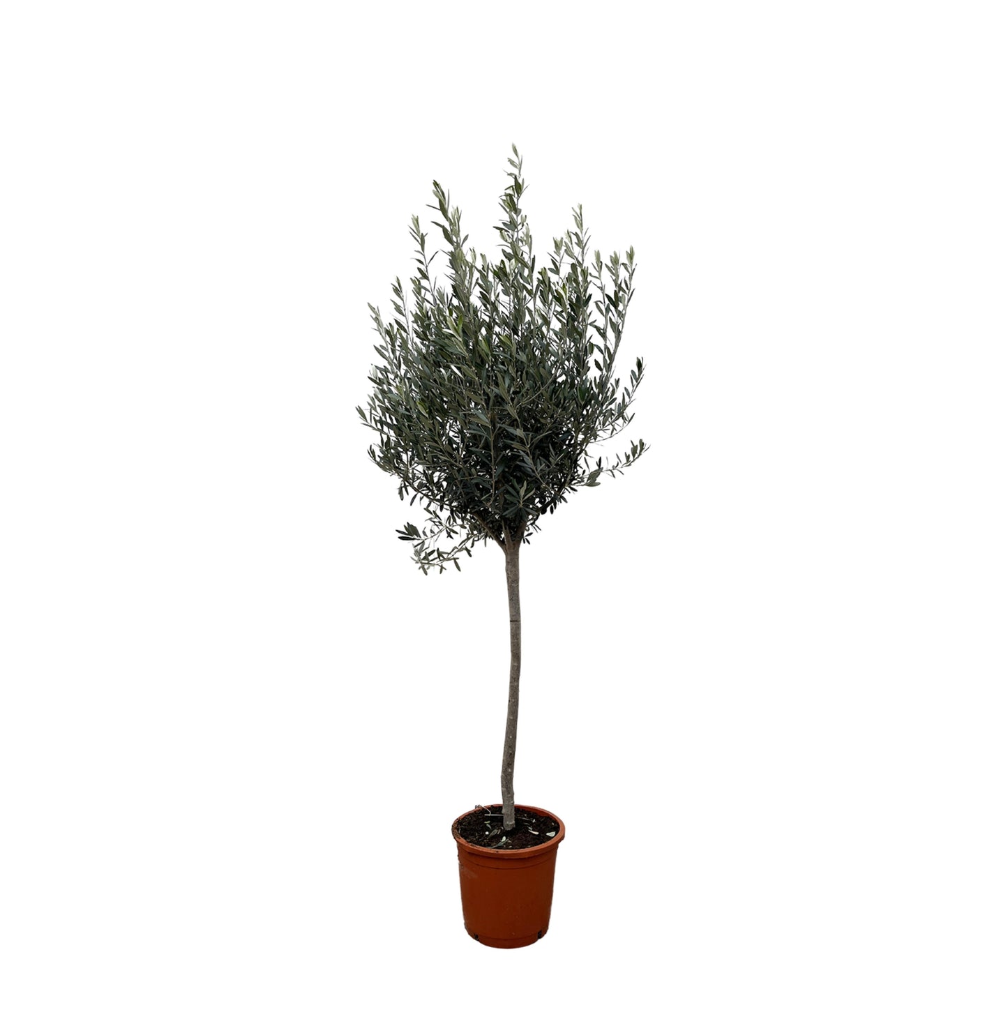 Olea Europaea op stam - 160 cm - Forest Plants