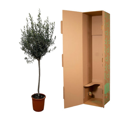 Olea Europaea op stam - 160 cm - Forest Plants