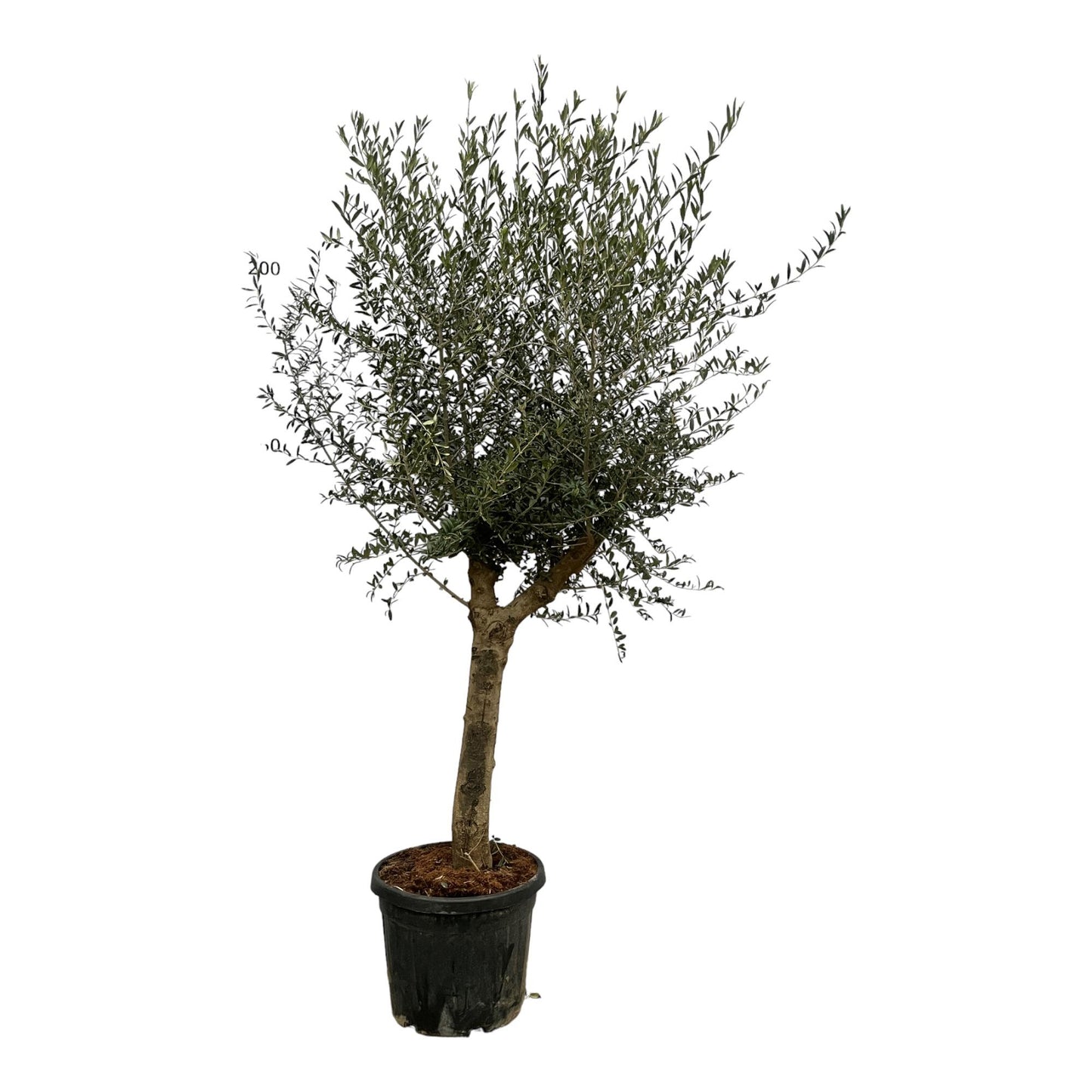 Olea Lorc - 200 cm