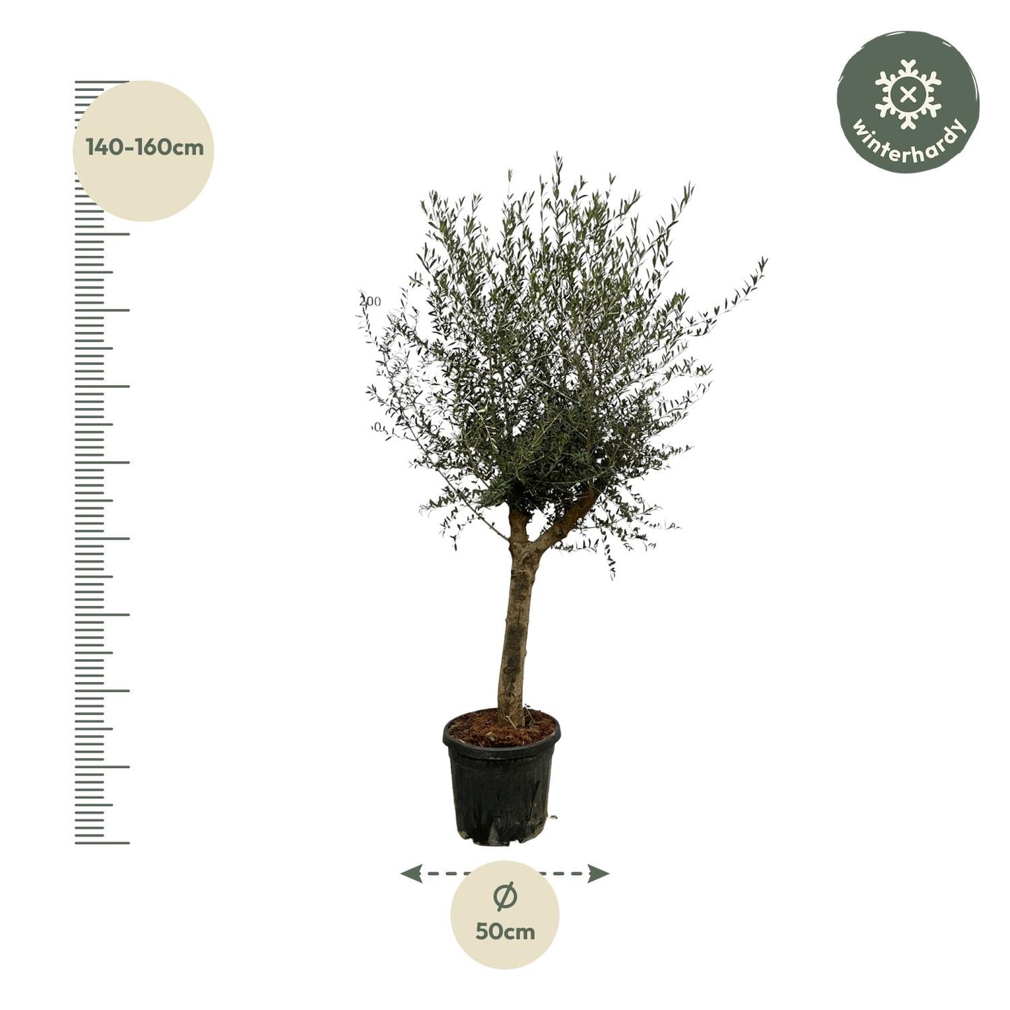 Olea Lorc - 200 cm