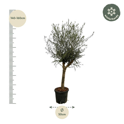 Olea Lorc - 200 cm
