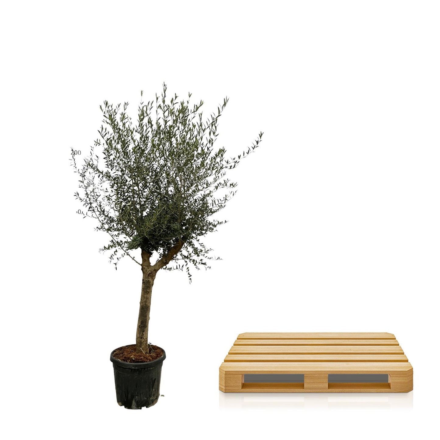 Olea Lorc - 200 cm