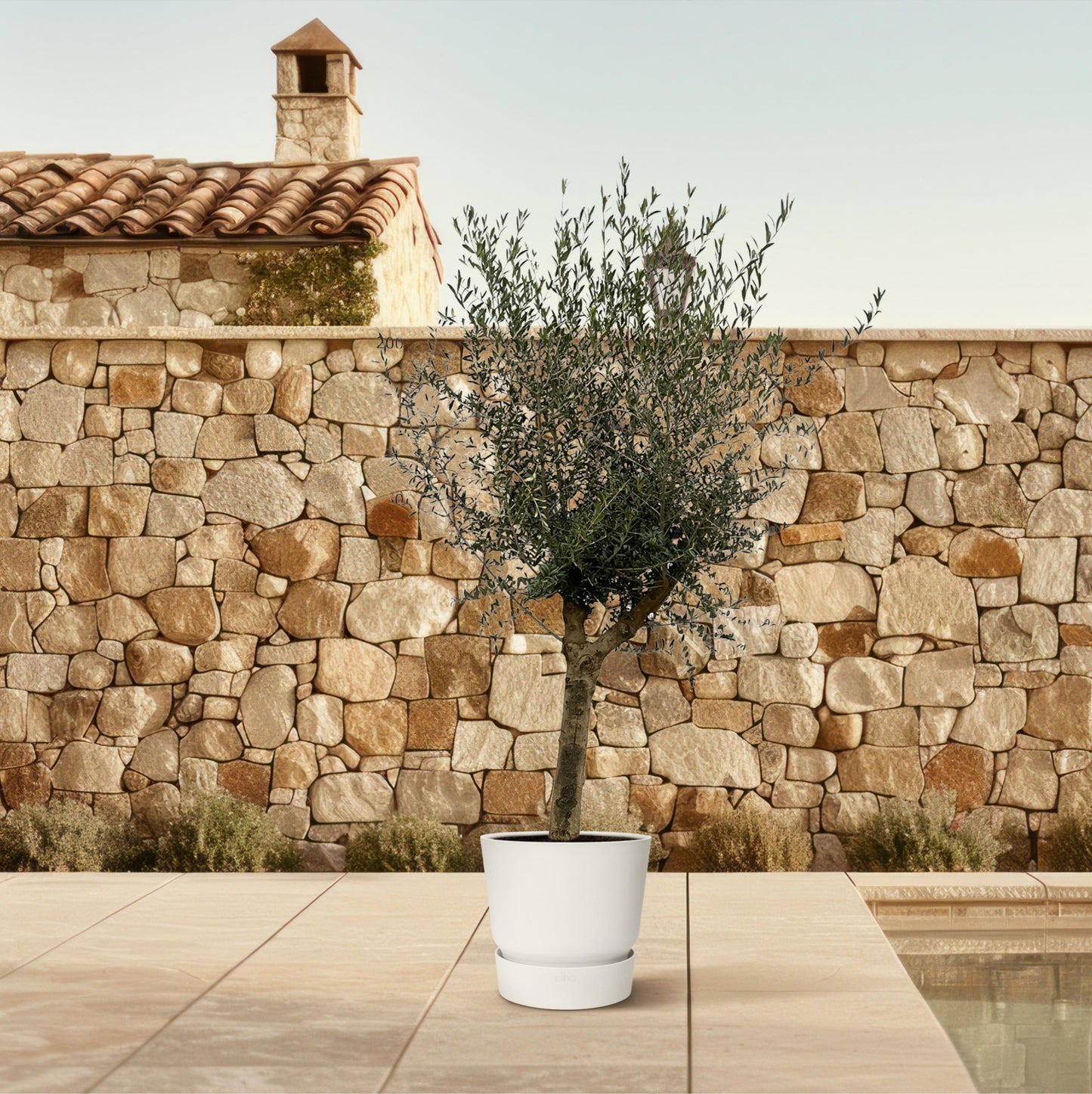 Olea Lorc - 200 cm