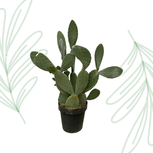 Opuntia Ficus Indica - 120 cm Forest Plants