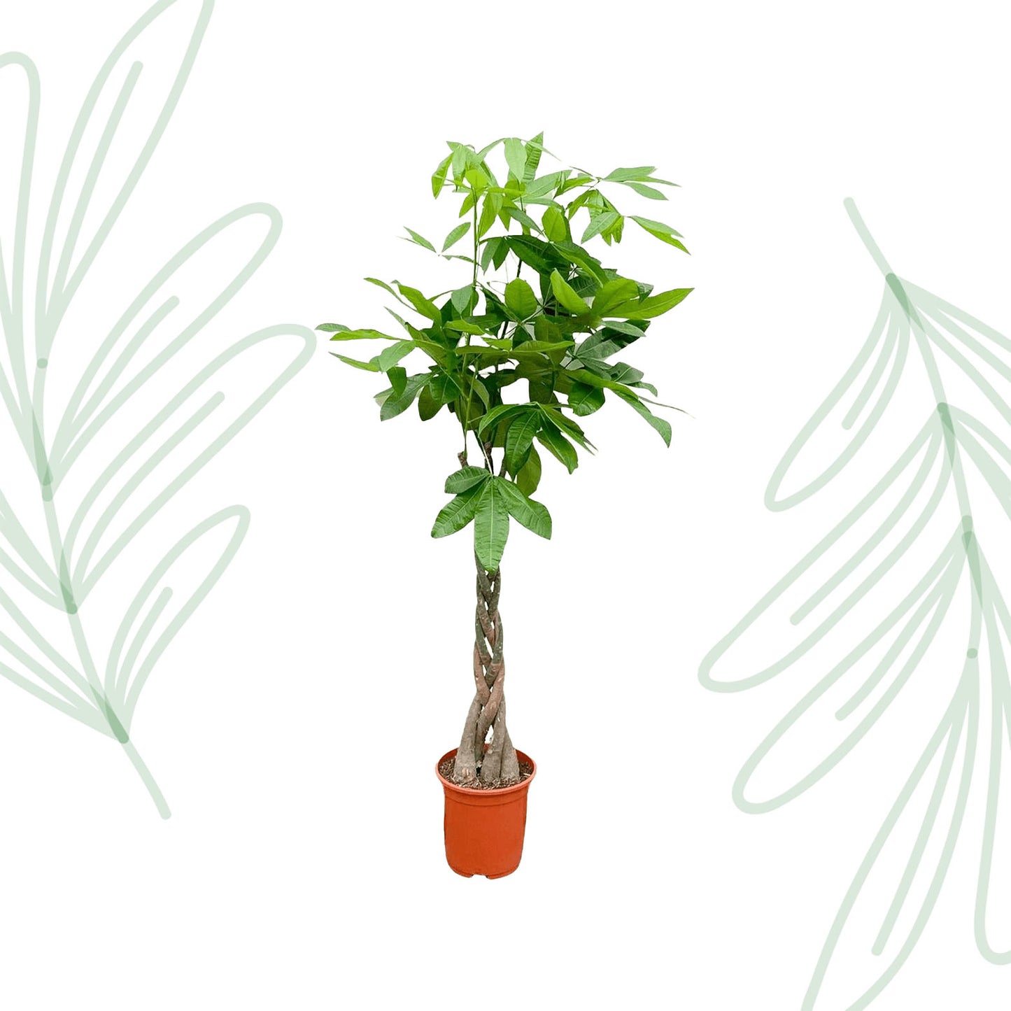 Pachira Aquatica - 150 cm - Forest Plants