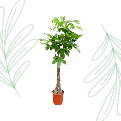 Pachira Aquatica - 150 cm - Forest Plants
