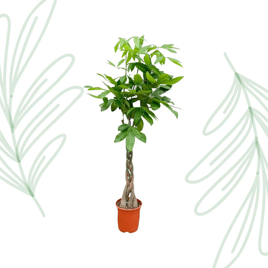 Pachira Aquatica - 150 cm - Forest Plants