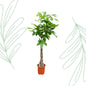 Pachira Aquatica - 150 cm - Forest Plants